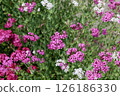 石竹花田 126186330