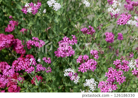 石竹花田 126186330