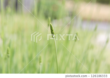 薰衣草格羅索花蕾 126186333