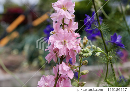 粉紅色千鳥格 126186337