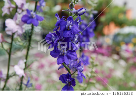 紫花千鳥格 126186338