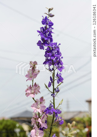 粉紅色和紫色千鳥格 126186341