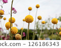 黃色花類百科 126186343