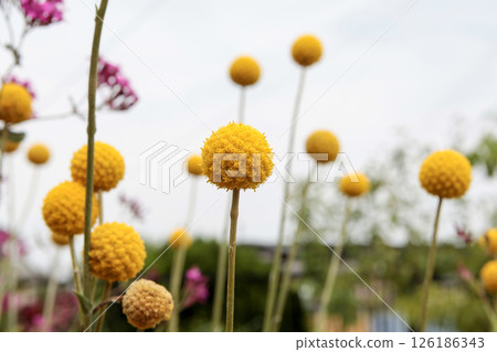 黃色花類百科 126186343