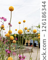 黃色花類百科 126186344