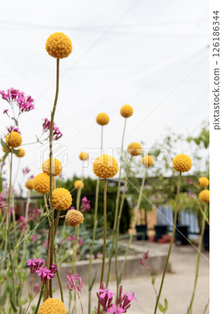 Yellow flower Classpedia 126186344