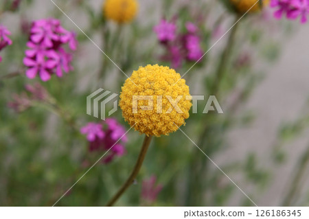 黃色花類百科 126186345