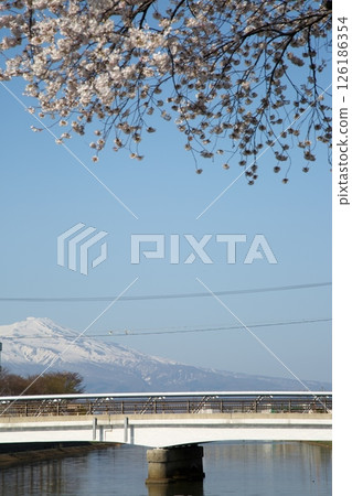 櫻花盛開‗240413‗250 櫻花盛開‗240413‗250 126186354