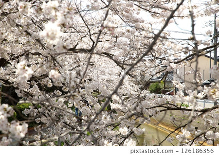 櫻花盛開‗240413‗248 櫻花盛開‗240413‗248 126186356