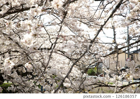 櫻花盛開‗240413‗247 櫻花盛開‗240413‗247 126186357