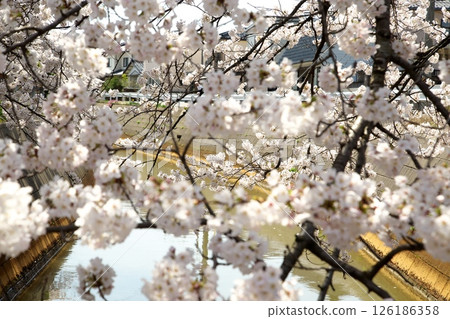 櫻花盛開‗240413‗246 櫻花盛開‗240413‗246 126186358