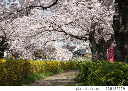 櫻花盛開‗240413‗245 櫻花盛開‗240413‗245 126186359