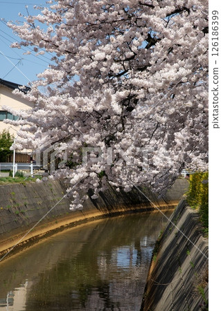 Cherry blossoms blooming‗240413‗205 126186399