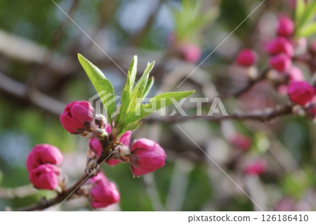 春天,萬物萌芽 春天,萬物萌芽 126186410