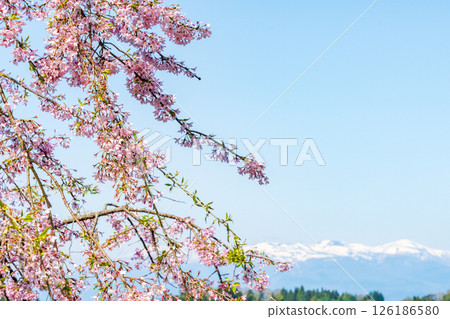 櫻花、雪山、藍天 櫻花、雪山、藍天 126186580