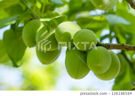 Green plums in the plum garden at Kairakuen in early summer 126186584