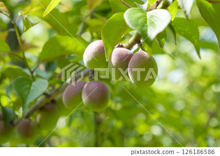 初夏偕樂園梅園裡的青梅 126186586