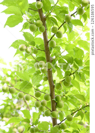 Green plums in the plum garden at Kairakuen in early summer 126186595