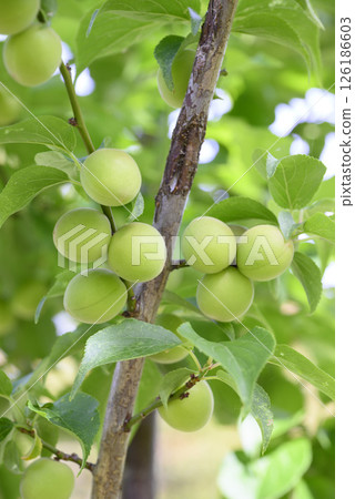 Green plums in the plum garden at Kairakuen in early summer 126186603