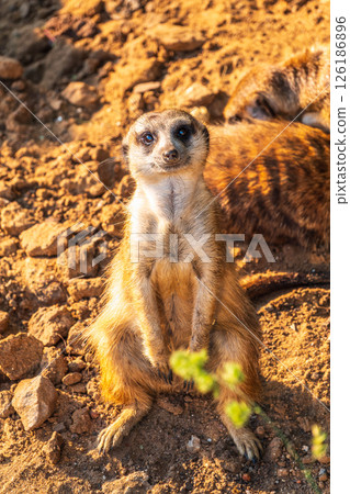 Meerkat, Suricata suricatta, on hind legs. Portrait of meerkat standing on hind legs with alert expression. Portrait of a funny meerkat sitting on its hind legs. 126186896