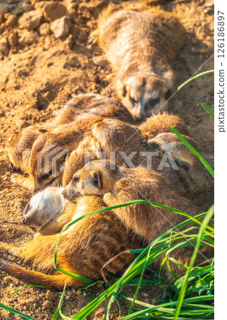 A group of cute meerkats. Meerkat Family are sunbathing. 126186897