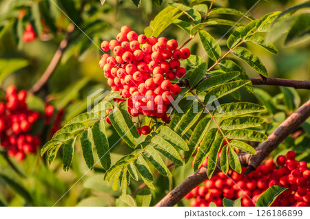 Autumn bright red rowan berries with leaves 126186899