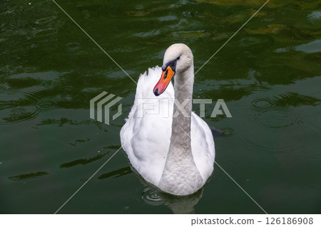A graceful white swan swimming on a lake with dark water. The white swan is reflected in the water A graceful white swan swimming on a lake with dark water. The white swan is reflected in the water 126186908