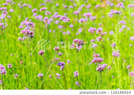 Verbena bonariensis flowers, Argentinian Vervain or Purpletop Vervain, Clustertop Vervain, Tall Verbena, Pretty Verbena, in garden Verbena bonariensis flowers, Argentinian Vervain or Purpletop Vervain, Clustertop Vervain, Tall Verbena, Pretty Verbena, in garden 126186919