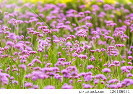 Verbena bonariensis flowers, Argentinian Vervain or Purpletop Vervain, Clustertop Vervain, Tall Verbena, Pretty Verbena, in garden Verbena bonariensis flowers, Argentinian Vervain or Purpletop Vervain, Clustertop Vervain, Tall Verbena, Pretty Verbena, in garden 126186921