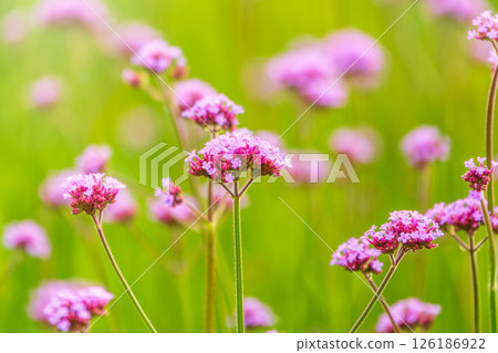 Verbena bonariensis flowers, Argentinian Vervain or Purpletop Vervain, Clustertop Vervain, Tall Verbena, Pretty Verbena, in garden 126186922