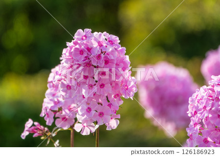 Pink phlox flowers. Phlox paniculata. Flowering herbaceous plants. Blooming phlox paniculata in the garden Pink phlox flowers. Phlox paniculata. Flowering herbaceous plants. Blooming phlox paniculata in the garden 126186923