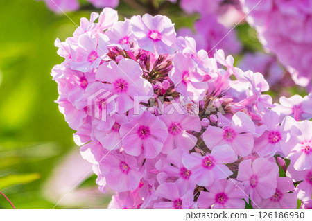 Pink phlox flowers. Phlox paniculata. Flowering herbaceous plants. Blooming phlox paniculata in the garden 126186930