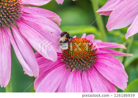 A closeup shot of a bee collecting pollen on a purple echinacea flower 126186939