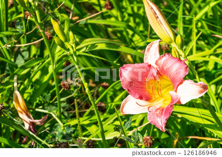 Close up of a pink daylily flower in bloom 126186946