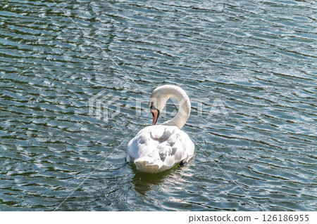 A graceful white swan swimming on a lake with dark water. The white swan is reflected in the water 126186955