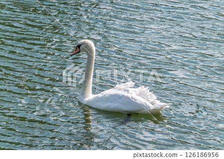 A graceful white swan swimming on a lake with dark water. The white swan is reflected in the water A graceful white swan swimming on a lake with dark water. The white swan is reflected in the water 126186956