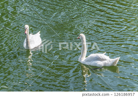 Two Graceful white Swans swimming in the lake, swans in the wild Two Graceful white Swans swimming in the lake, swans in the wild 126186957