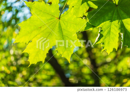 Fresh green of maple leaf Fresh green of maple leaf 126186973