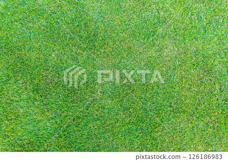 Green grass texture. Field of green grass, a lawn in spring. Background of color grass. Closeup of a freshly mowed lawn, park. Sports turf surface. 126186983