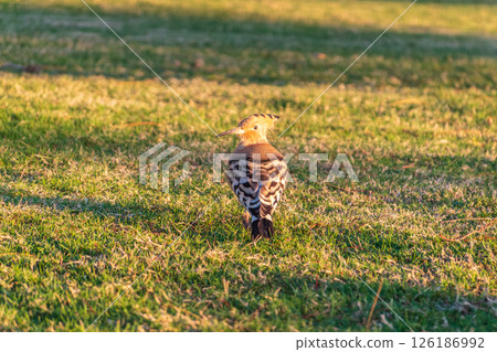 Eurasian hoopoe or Common hoopoe (Upupa epops) bird close-up on natural green grass background 126186992