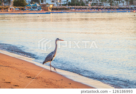 Gray heron fishing on the beach of the Red Sea. Naama Bay beach, Sharm El Sheikh, Egypt Gray heron fishing on the beach of the Red Sea. Naama Bay beach, Sharm El Sheikh, Egypt 126186993