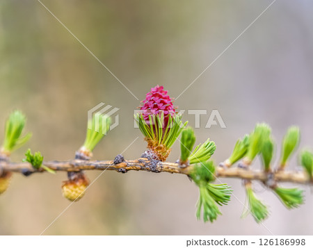 Larch tree fresh pink cones blossom at spring on nature background 126186998