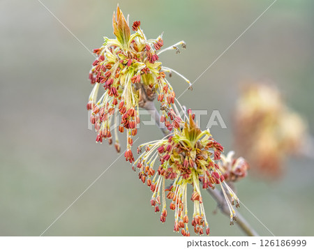 Acer negundo, Box elder, boxelder, ash-leaved and maple ash, Manitoba, elf, ashleaf maple male inflorescences and flowers on branch outdoor. Acer negundo, Box elder, boxelder, ash-leaved and maple ash, Manitoba, elf, ashleaf maple male inflorescences and flowers on branch outdoor. 126186999