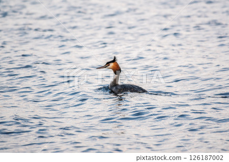 The waterfowl bird Great Crested Grebe swimming in the calm lake 126187002