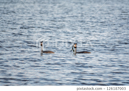Two Great Crested Grebes swim in the lake Two Great Crested Grebes swim in the lake 126187003