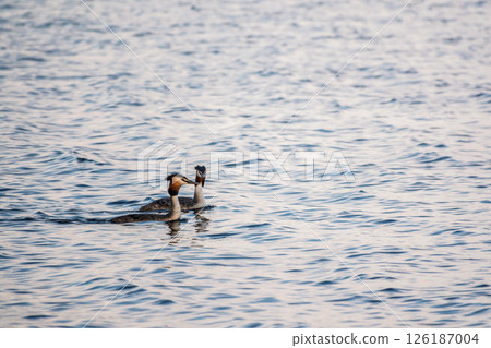 Two Great Crested Grebes swim in the lake 126187004