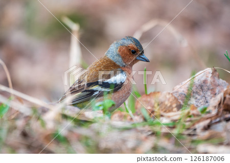 Common chaffinch, Fringilla coelebs, sits on a branch in spring on green background. Common chaffinch in wildlife. 126187006