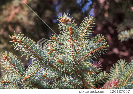 Closeup of fir branches with young buds. Spring nature concept. Fir branches with fresh shoots 126187007