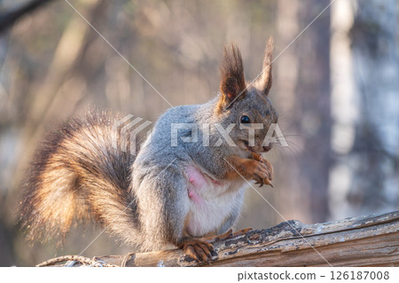 The squirrel with nut sits on a branches in the spring or summer. 126187008