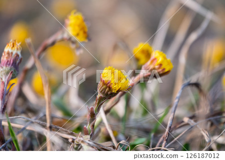 The spring primroses. The bright yellow flowers of coltsfoot in the sunshine. 126187012
